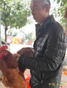阆中市伊甸园家庭农场高质量发展土鸡土鸭，对